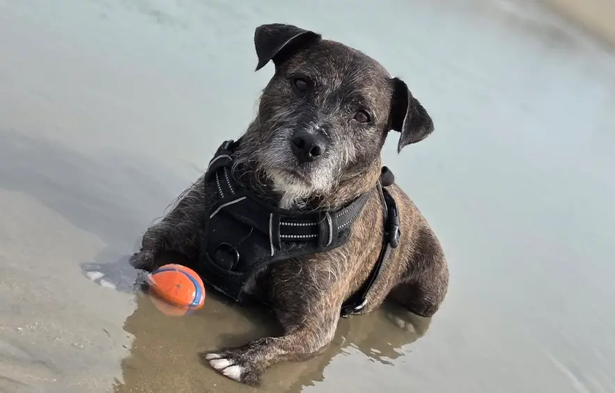 Pet Embroidered Photo